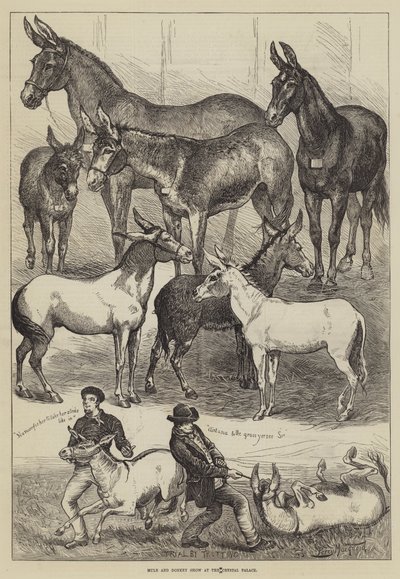 Mule and Donkey Show at the Crystal Palace by Percy Macquoid